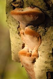 Attēlu rezultāti vaicājumam “Phellinus pomaceus”