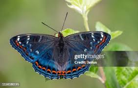 Attēlu rezultāti vaicājumam “Limenitis populi upperside”