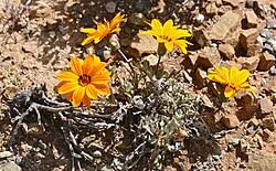 Image result for Gazanien