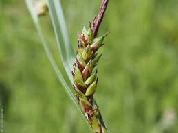 Attēlu rezultāti vaicājumam “Carex panicea fruit”