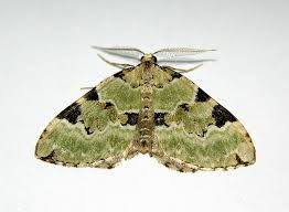 Attēlu rezultāti vaicājumam “Colostygia pectinataria male”