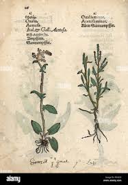 Attēlu rezultāti vaicājumam “Rumex acetosa”