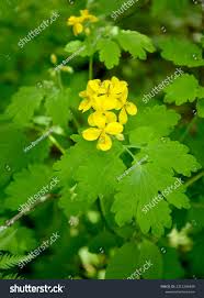 Attēlu rezultāti vaicājumam “Chelidonium majus flower”