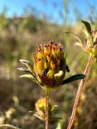 Attēlu rezultāti vaicājumam “Bidens frondosa flower”