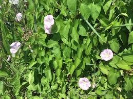 Attēlu rezultāti vaicājumam “Calystegia sepium fruit”