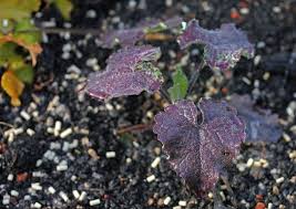 Attēlu rezultāti vaicājumam “Lunaria annua leaf”