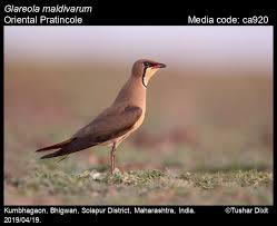 Image result for Glareola maldivarum