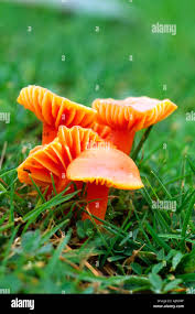 Attēlu rezultāti vaicājumam “Hygrocybe cantharellus”