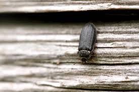 Attēlu rezultāti vaicājumam “Grynocharis oblonga”