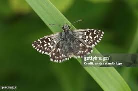 Attēlu rezultāti vaicājumam “Hesperiidae”