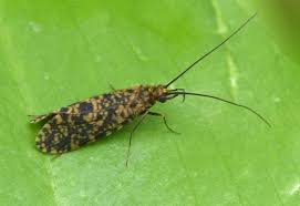 Attēlu rezultāti vaicājumam “Ancylis apicella”