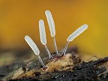 Attēlu rezultāti vaicājumam “Trichia ambigua spores”