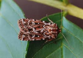 Attēlu rezultāti vaicājumam “Lycophotia porphyrea”