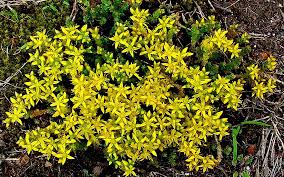 Image result for Mauerpfeffer