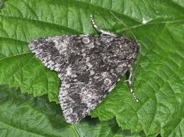 Attēlu rezultāti vaicājumam “Acronicta megacephala”