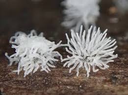 Attēlu rezultāti vaicājumam “Ceratiomyxa fruticulosa”