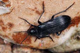 Attēlu rezultāti vaicājumam “Melandrya dubia”