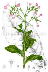 Attēlu rezultāti vaicājumam “Nicotiana tabacum”
