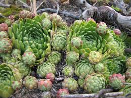 Attēlu rezultāti vaicājumam “Jovibarba globifera bud”