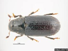 Attēlu rezultāti vaicājumam “Tomicus minor”