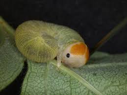 Attēlu rezultāti vaicājumam “Trichiosoma larva”