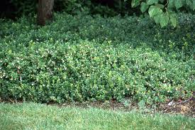 Attēlu rezultāti vaicājumam “Vaccinium vitis-idaea fruit”