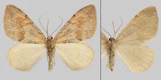 Attēlu rezultāti vaicājumam “Pennithera firmata”