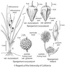 Attēlu rezultāti vaicājumam “Sparganium minimum”