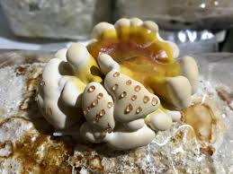 Attēlu rezultāti vaicājumam “Colloderma robustum sessile”