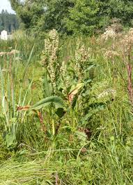 Attēlu rezultāti vaicājumam “Rumex hydrolapathum”