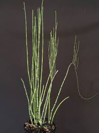 Attēlu rezultāti vaicājumam “Equisetum”