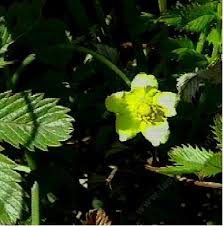 Image result for Potentilla anserina