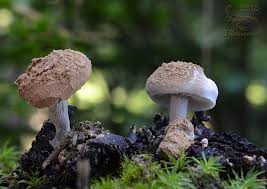 Attēlu rezultāti vaicājumam “Asterophora lycoperdoides”