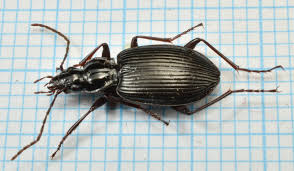 Attēlu rezultāti vaicājumam “Limodromus assimilis”