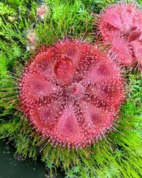 Attēlu rezultāti vaicājumam “Diderma rufostriatum”