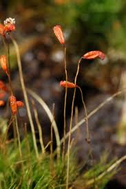 Attēlu rezultāti vaicājumam “Dicranella heteromalla”