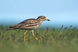 Image result for Burhinus oedicnemus