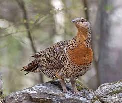 Attēlu rezultāti vaicājumam “Tetrao urogallus female”