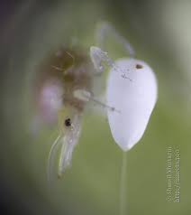 Attēlu rezultāti vaicājumam “Chrysopidae imago”
