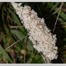 Attēlu rezultāti vaicājumam “Brefeldia maxima spores”