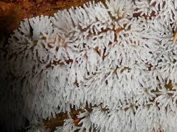 Attēlu rezultāti vaicājumam “Ceratiomyxa fruticulosa spores”