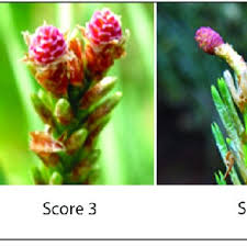 Attēlu rezultāti vaicājumam “Pinus sylvestris female flower”