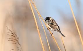 Image result for Emberiza pallasi