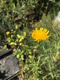 Attēlu rezultāti vaicājumam “Hieracium”