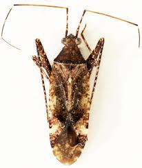 Attēlu rezultāti vaicājumam “Phytocoris sp.”