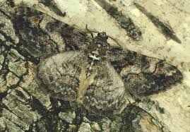 Attēlu rezultāti vaicājumam “Cleora cinctaria”