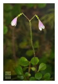 Attēlu rezultāti vaicājumam “Linnaea borealis flower”