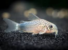 Image result for fish corydoras