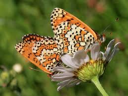 Attēlu rezultāti vaicājumam “Melitaea cinxia underside”