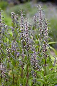 Attēlu rezultāti vaicājumam “Leonurus cardiaca flower”